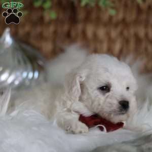 Tiny-Rudolph, Bichon Frise Puppy